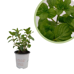 Mentha spicata limón