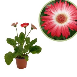 Gerbera