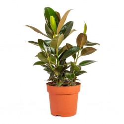 Ficus elastica melany