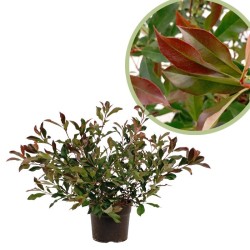 Photinia Fraseri Chico