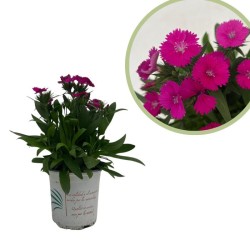 Dianthus chinensis x barbatus