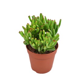 Crassula ovata hobbit