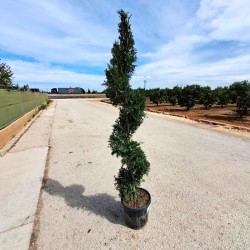 Cupressus sempervirens espiral