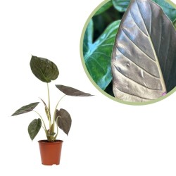 Alocasia wentii