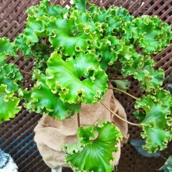 Farfagium japonicum wavy