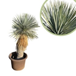 Yucca rostrata