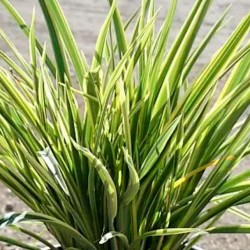 Phormium duet