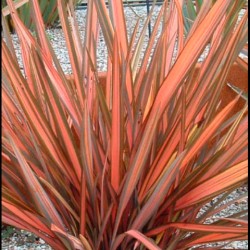 Phormium rainbow sunrise