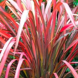 Phormium evering glow