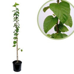 Morus alba macocana -...