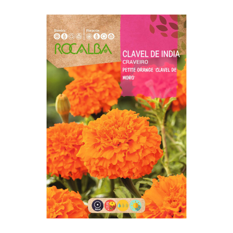 CLAVEL DE INDIA PETITE ORANGE "CLAVEL DE MORO"