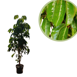 Schefflera actinophylla