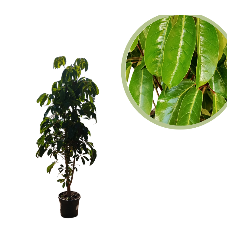 Schefflera actinophylla