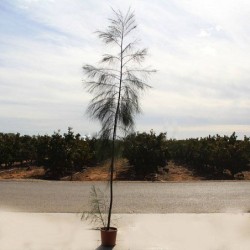 Casuarina equisetifolia