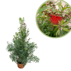 Callistemon leavis