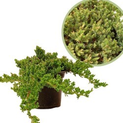 Juniperus procumbens nana,...