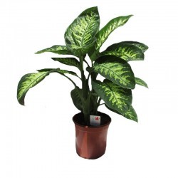 Dieffenbachia reeva tropic,...