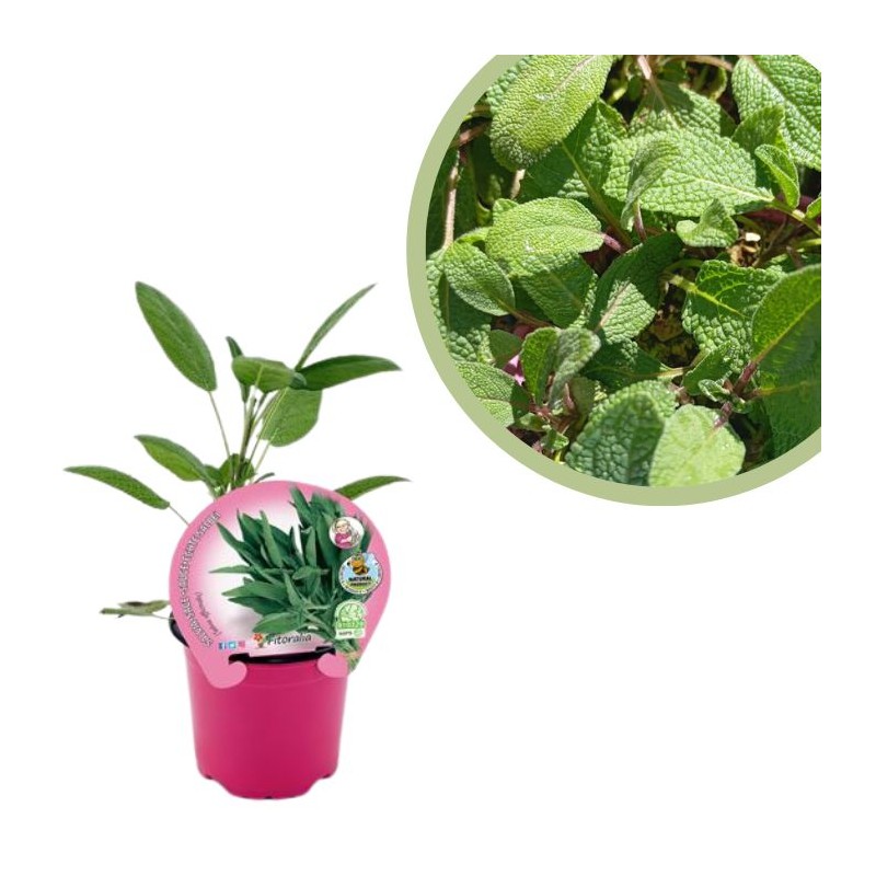 Salvia officinalis Certificado M.P.S