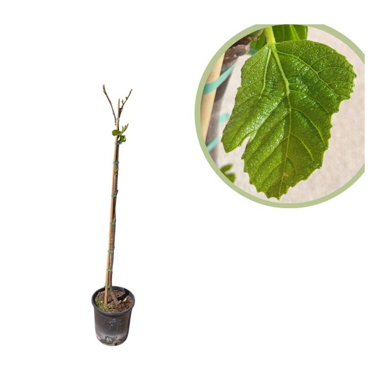 higuera cuello dama blanca