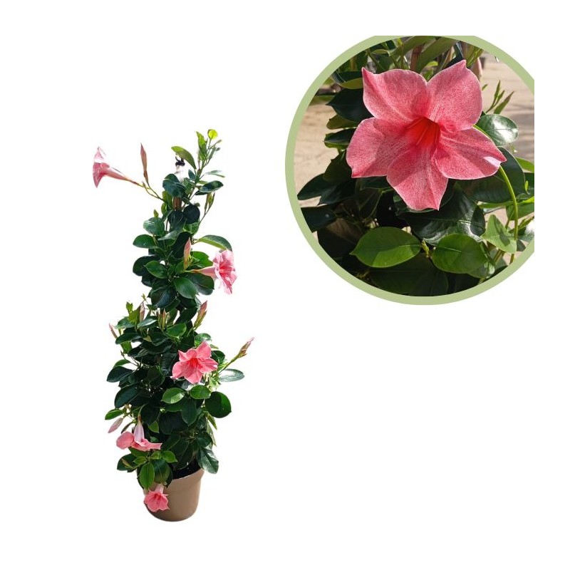 Dipladenia sanderi rosa