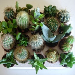 Cactus Variados