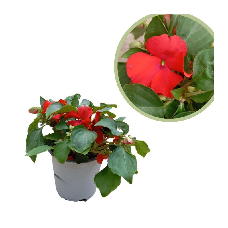 Impatiens walleriana