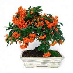 Pyracantha prebonsái