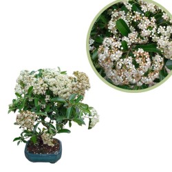 Bonsái Pyracantha