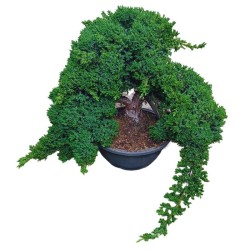 juniperus procumbens