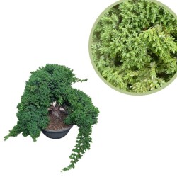 juniperus procumbens nana