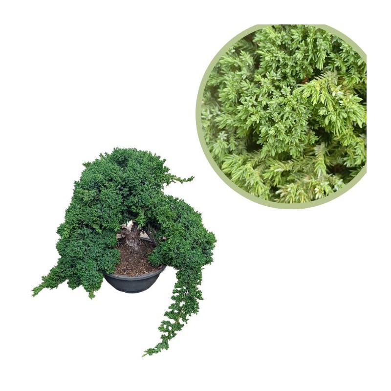 juniperus procumbens nana