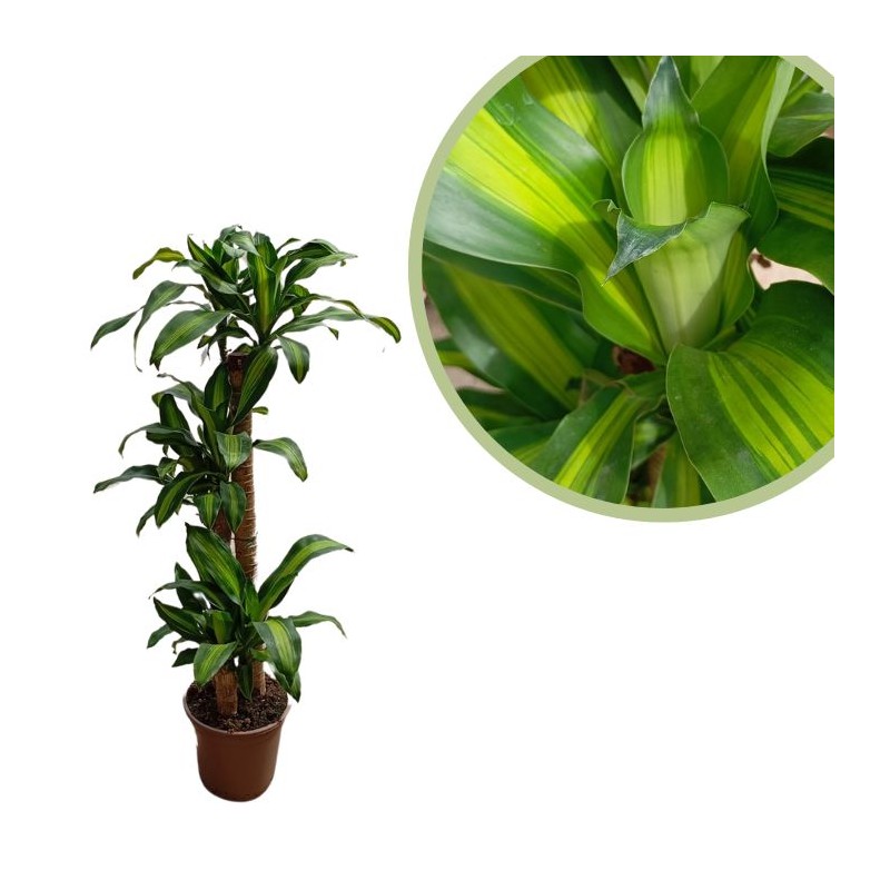 Dracaena fragans studneri
