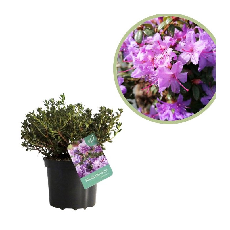 Rhododendron enano