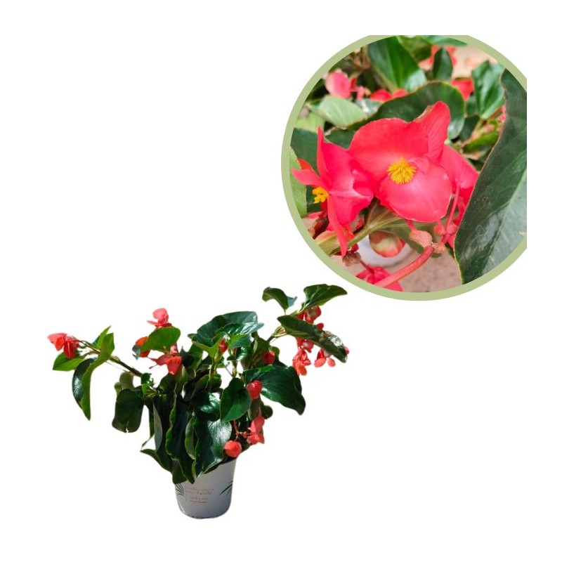 Begonia dragon wing