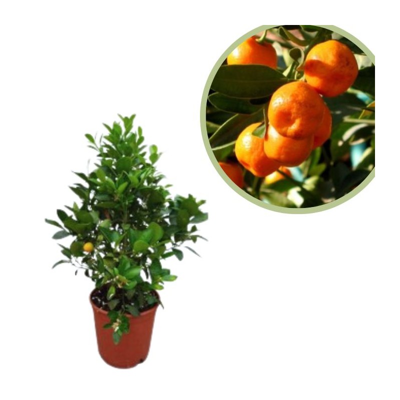 Calamondin