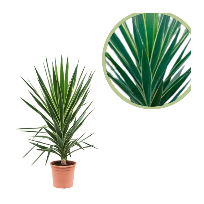 Yucca elephantipes puck