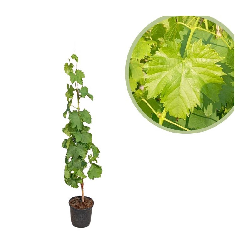 Parra blanca primicia sin pepita