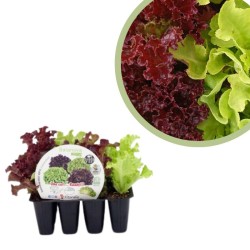 Lechuga salanova II...