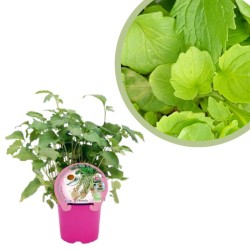 Valeriana Officinalis