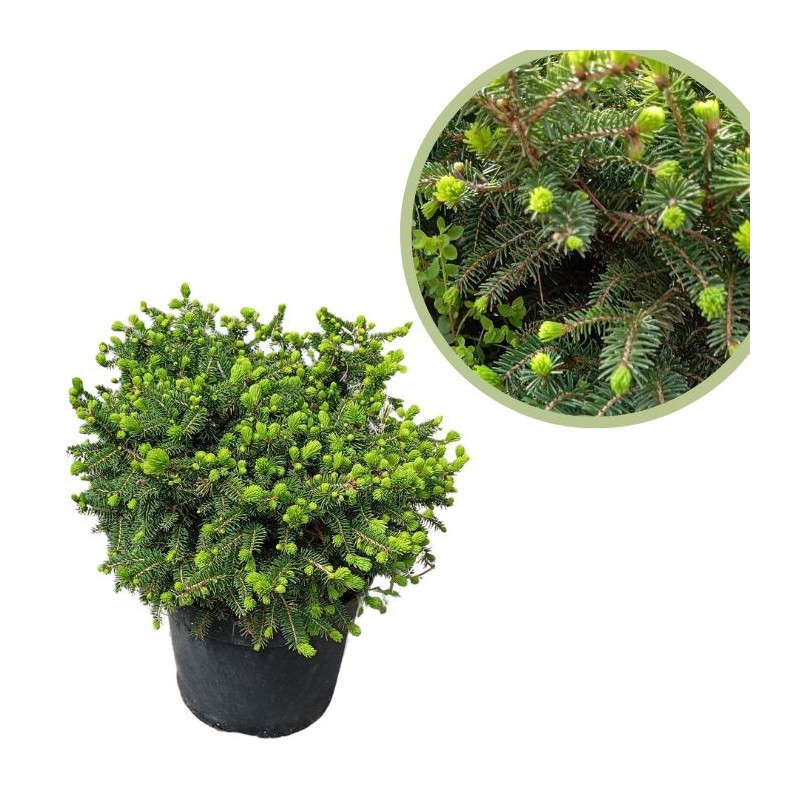 Osmanthus heterophyllus tricolor goshiki