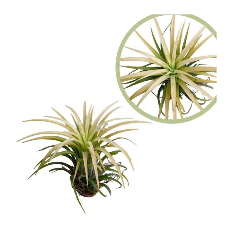 Tillandsia lonantha gold