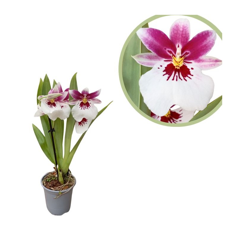 Orquídea miltoniopsis