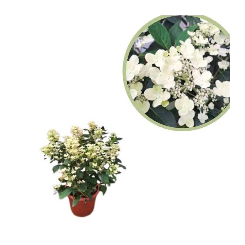 Hortensia paniculata
