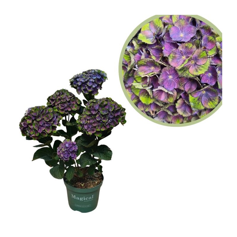 Hortensia magical