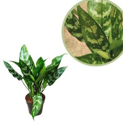 Aglaonema maria