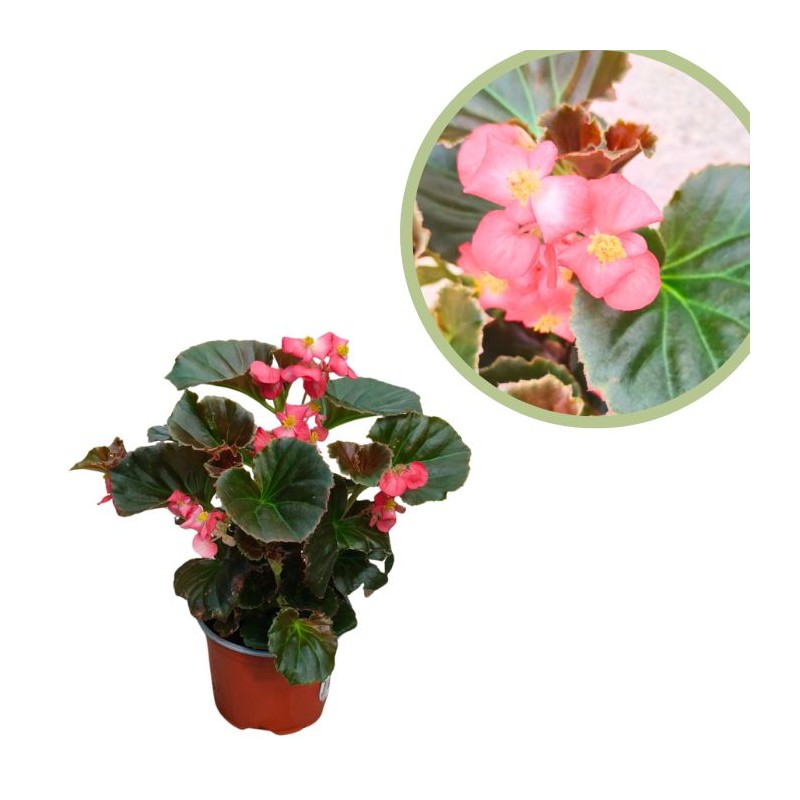 Begonia sempreflorens