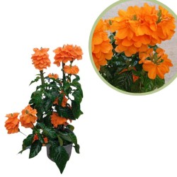 Crossandra