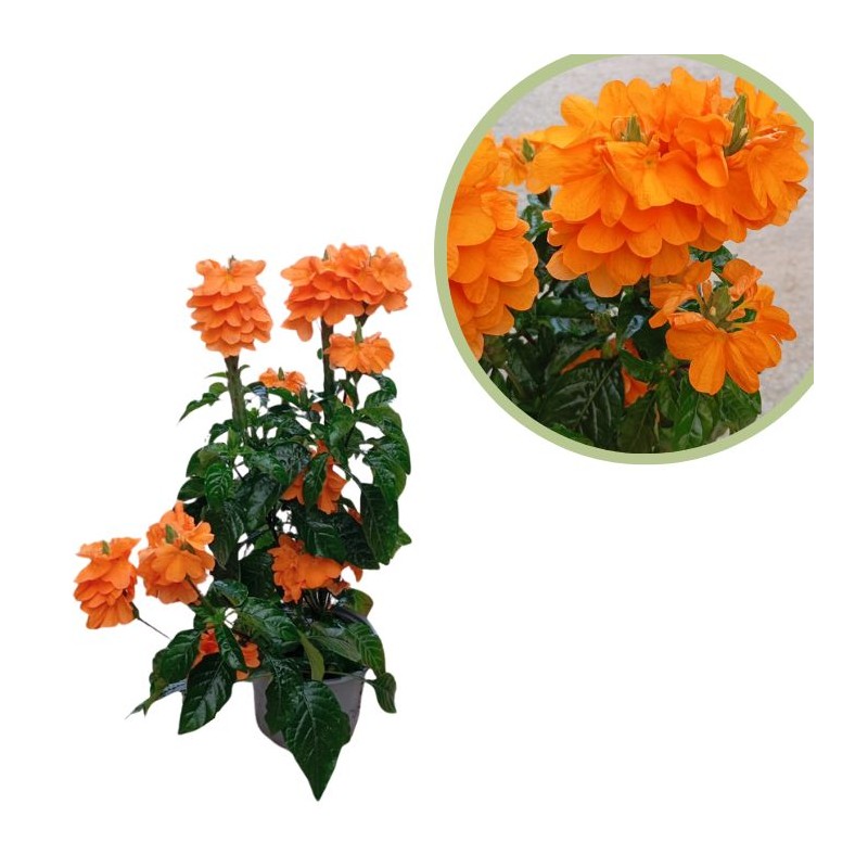 Crossandra