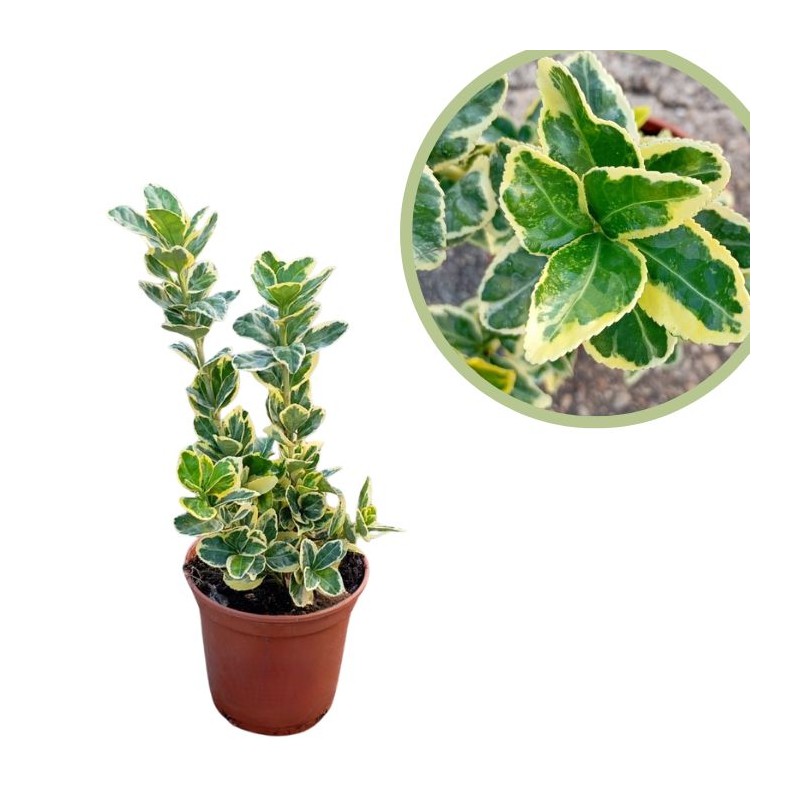 Euonymus japonica marieke