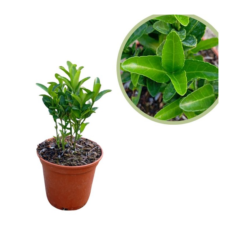 Euonymus japonica verde